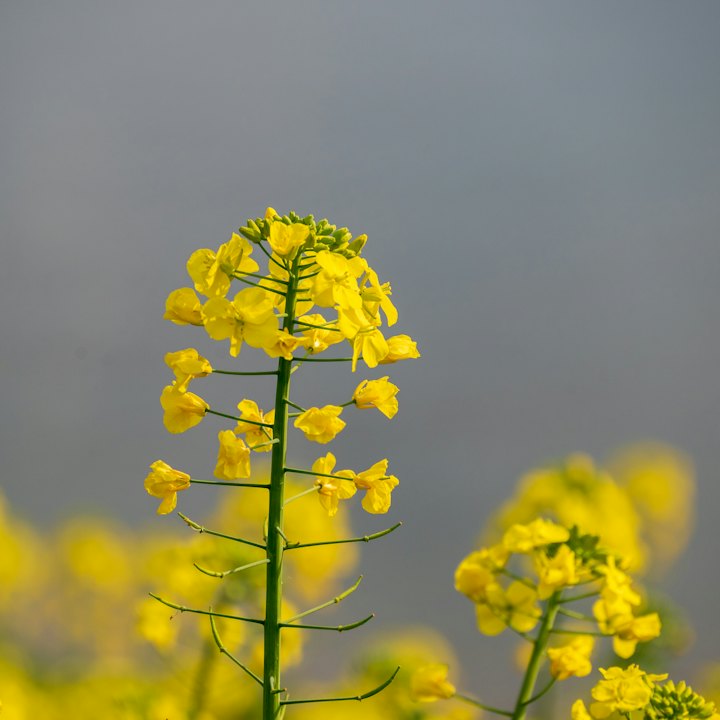 সরিষার তেল ১ লিটার